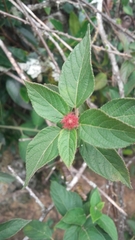 Acalypha padifolia