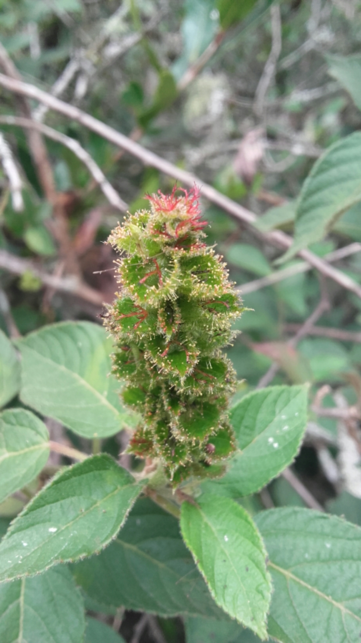 Acalypha padifolia