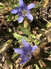 Gentiana newberryi newberryi