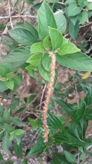 Acalypha padifolia