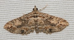 Horisme plagiographa