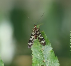 Panorpa carolinensis