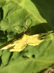 Xanthotype urticaria