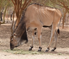 Tragelaphus derbianus derbianus