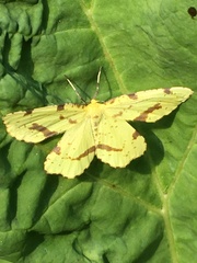 Xanthotype urticaria