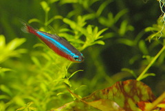 Cardinal Tetra photo 4
