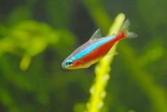 Cardinal Tetra photo 2