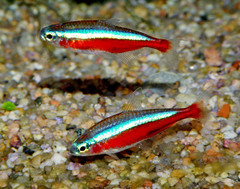 Cardinal Tetra photo 5
