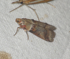 Acrobasis tumidana