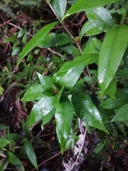 Myrceugenia planipes