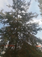 Pinus sylvestris