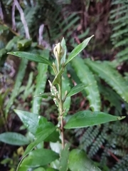 Myrceugenia planipes