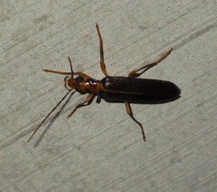 Nacerdes carniolica