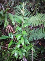 Myrceugenia planipes