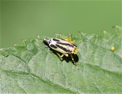 Evacanthus ustanucha