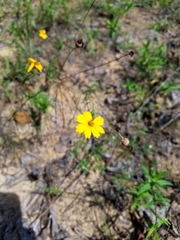 Thelesperma flavodiscum