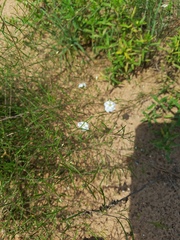 Stylisma pickeringii