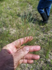 Aristida desmantha