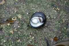 Prisogaster niger image