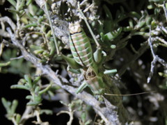 Idiostatus hermannii