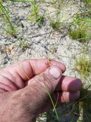 Bulbostylis ciliatifolia