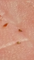 Bulbostylis ciliatifolia