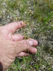 Cyperus grayioides
