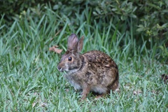 Swamp Rabbit photo 3
