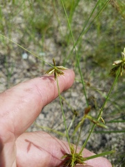 Cyperus grayioides