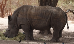 Ceratotherium simum simum