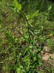 Asclepias tomentosa