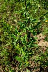 Asclepias tomentosa