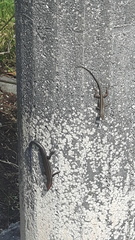 Plestiodon inexpectatus