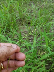 Urochloa platyphylla