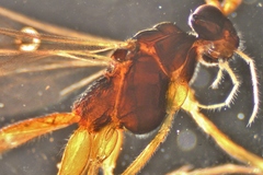 Ctenopelmatinae