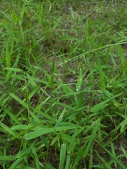 Urochloa platyphylla