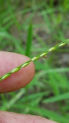 Urochloa platyphylla