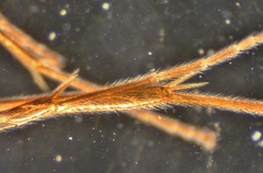 Ctenopelmatinae
