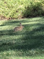 Sylvilagus audubonii