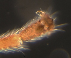 Ctenopelmatinae