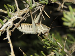 Idiostatus hermannii