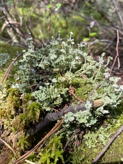 Cladonia rappii
