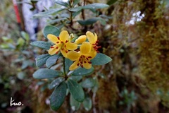 Rhododendron kawakamii