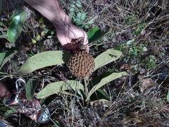 Annona monticola