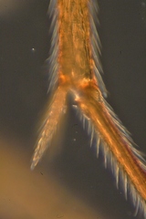 Ctenopelmatinae