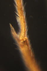 Ctenopelmatinae