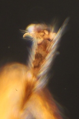 Ctenopelmatinae