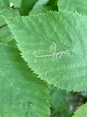 Caloptilia ostryaeella