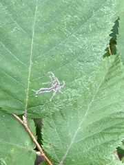 Caloptilia ostryaeella