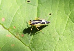 Evacanthus ustanucha